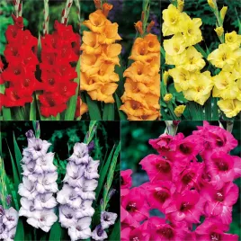 zestaw-4-mieczyk-wielkokwiatowy-5-odmian-25-szt-cebulki-mieczyki-cebule