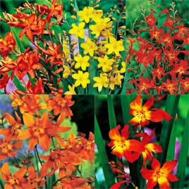 zestaw-krokosmia-cynobrowka-5-odmian-25-szt-krokosmia-cebule-cebulki