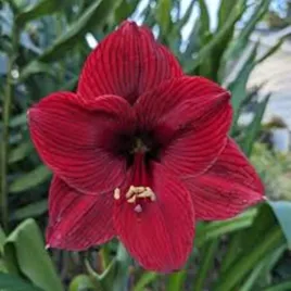hippeastrum-amarylis-arabian-night-1-szt-cebule-cebula-amarylisy