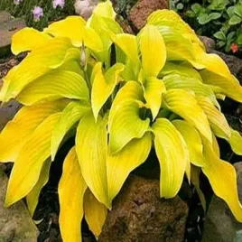 hosta-cha-cha-1-szt-sadzonka-sadzonki-hosty-funkie-wysokiej-jakosci