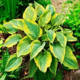 hosta-funkia-alvatine-taylor-sadzonka-sadzonki-hosty-funkie