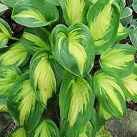 hosta-funkia-emerald-charger-sadzonka-sadzonki-hosty-funkie