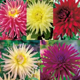 zestaw-4-dalia-kaktusowa-5-odmian-5-szt-dalie-duze-bulwy-sadzonki