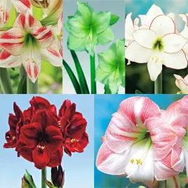 zestaw-2-hippeastrum-amarylis-5-odmian-5-szt-amarylisy-cebule
