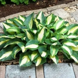 hosta-funkia-chain-lightning-sadzonka-sadzonki-hosty-funkie