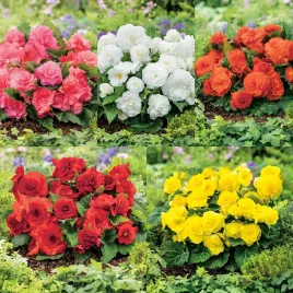 zestaw-begonia-non-stop-5-odmian-5-szt-begonie-bulwy-sadzonki-begoni