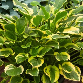 hosta-funkia-so-sweet-1-szt-sadzonka-sadzonki-hosty-funkie