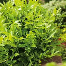 levisticum-officinale-lubczyk-ogrodowy-1-szt-sadzonka-lubczyka-sadzonki