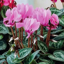 cyclamen-cyklamen-ogrodowy-persicum-fiolek-alpejski-1-szt-cyklameny