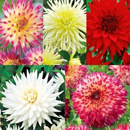 zestaw-1-dalia-kaktusowa-5-odmian-5-szt-dalie-duze-bulwy-sadzonki