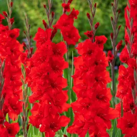 gladiolus-mieczyk-wielkokwiatowy-roma-5-szt-cebulki-mieczyki-cebule