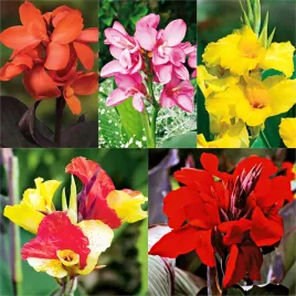 zestaw-1-canna-paciorecznik-5-odmian-5-szt-canny-sadzonki-kanna