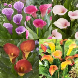 zestaw-4-zantedeschia-kalla-dwukolorowa-5-odmian-5-szt-cebulki-bulwy