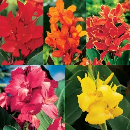 zestaw-promocyjny-canna-paciorecznik-5-odmian-5-szt-canny-sadzonki-kanna