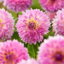 dahlia-dalia-strzepiasta-sakura-fubuki-1-szt-dalie-sadzonki-dalii-sadzonka