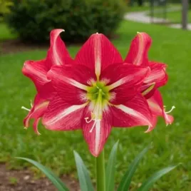 hippeastrum-amarylis-striped-beauty-1-szt-cebule-cebula-amarylisy