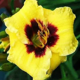 liliowiec-bumble-bee-1-szt-liliowce-sadzonki-sadzonka
