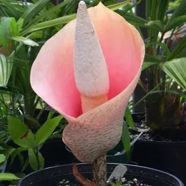 dziwidlo-rozowe-amorphophallus-bulbifer-1-szt-cebulki-sadzonki