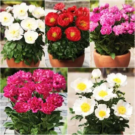 zestaw-5-piwonia-doniczkowa-niska-5-odmian-5-szt-piwonie-pachnace-sadzonki