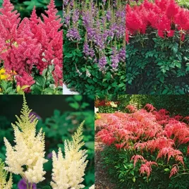 zestaw-2-tawulka-ogrodowa-5-odmian-5-szt-tawulki-kolorowa-trawa