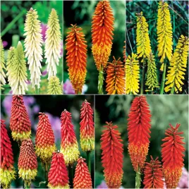 zestaw-kniphofia-trytoma-5-odmian-5-szt-rosliny-ozdobne-sadzonki-kniphofii