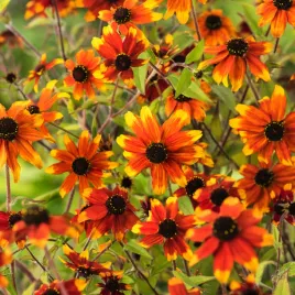 rudbeckia-hirta-rudbekia-prairie-glow-1-szt-sadzonki-sadzonka