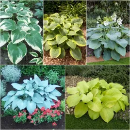 zestaw-6-hosta-funkia-5-odmian-5-szt-sadzonki-hosty-funkie