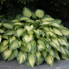 hosta-funkia-pauls-glory-1-szt-sadzonka-sadzonki-hosty-funkie
