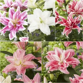 zestaw-1-lilia-pelna-roselily-5-odmian-5-szt-cebulki-lilii-cebule-lilie