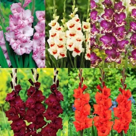 zestaw-15-mieczyk-wielkokwiatowy-5-odmian-25-szt-cebulki-mieczyki-cebule