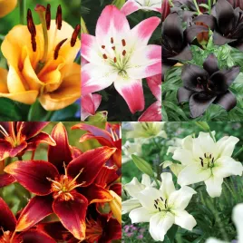 zestaw-lilia-rozna-5-odmian-5-szt-cebulki-lilii-cebule-lilie