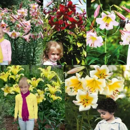 zestaw-5-lilia-drzewiasta-5-odmian-5-szt-cebulki-lilii-cebule-lilie