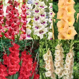 zestaw-20-mieczyk-wielkokwiatowy-5-odmian-25-szt-cebulki-mieczyki-cebule