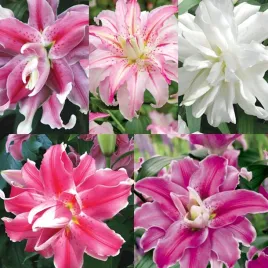 zestaw-lilia-orientalna-podwojna-5-odmian-5-szt-cebulki-lilii-cebule-lilie