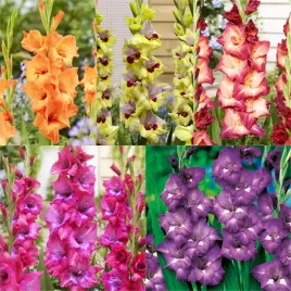 zestaw-25-gladiolus-mieczyk-5-odmian-25-szt-cebulki-mieczyki-cebule