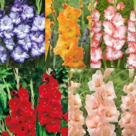 zestaw-6-mieczyk-wielkokwiatowy-5-odmian-25-szt-cebulki-mieczyki-cebule
