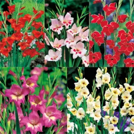 zestaw-mieczyk-nanus-5-odmian-25-szt-cebulki-mieczyki-cebule