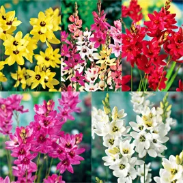 zestaw-ixia-iksja-5-odmian-60-szt-cebule-cebulki-kwiatowe