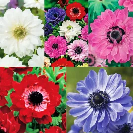 zestaw-anemon-pelny-5-odmian-50-szt-anemony-zawilece-cebulki-cebule