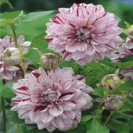 dalia-dekoracyjna-painted-lady-1-szt-dalie-sadzonki-dalii-duze-bulwy