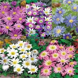 zestaw-anemon-blanda-5-odmian-50-szt-anemony-zawilece-cebulki-cebule