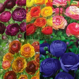 zestaw-2-ranunculus-jaskier-5-odmian-25-szt-jaskry-cebule-cebulki