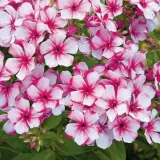 phlox-plomyk-wiechowaty-neon-flare-1-szt-floksy-sadzonki-kwiatow