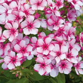 phlox-plomyk-wiechowaty-neon-flare-1-szt-floksy-sadzonki-kwiatow