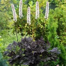 actaea-ramosa-swiecznica-pluskwica-chocoholic-czekoladowe-liscie-bylina