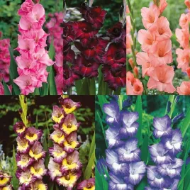 zestaw-8-mieczyk-wielkokwiatowy-5-odmian-25-szt-cebulki-mieczyki-cebule