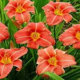 liliowiec-hall-s-pink-1-szt-liliowce-sadzonki-sadzonka