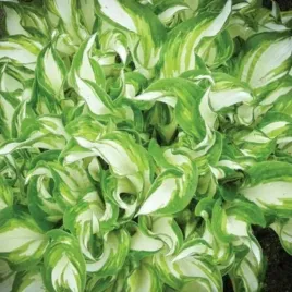 hosta-funkia-kiwi-spearmint-sadzonka-sadzonki-hosty-funkie