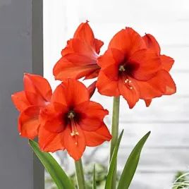 hippeastrum-amarylis-prinses-margriet-1-szt-cebule-cebula-amarylisy