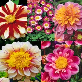 zestaw-dalia-anemonowa-5-odmian-5-szt-dalie-bulwy-sadzonki